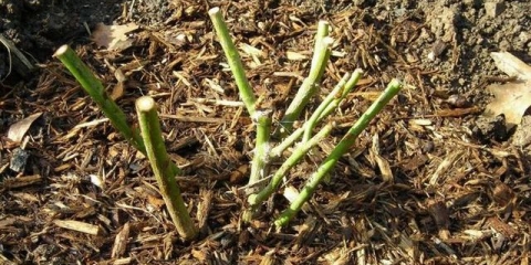 Malčiranje: kako, šta i zašto